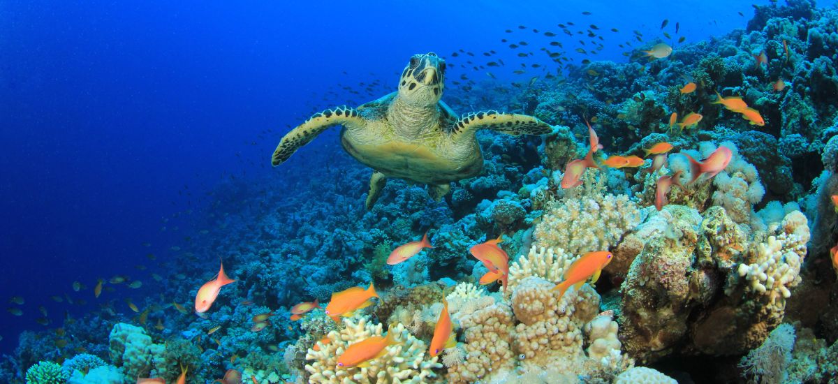 6 Marine Protected Areas in Abu Dhabi